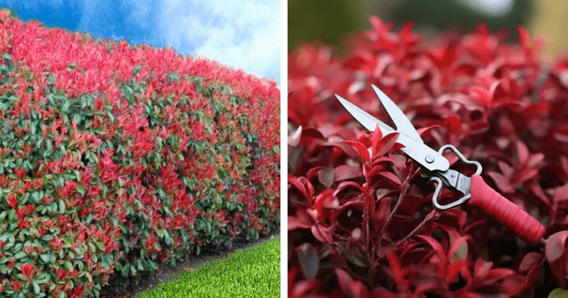 Photinia